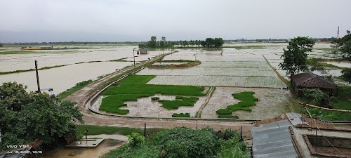 Manari