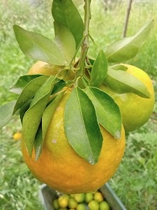 KGN Fruit Company Usman Bhai