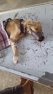 Animal Hospital