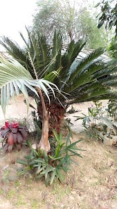Sontha