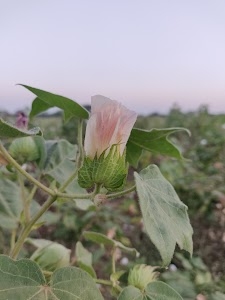 Kagavadar
