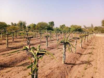 Dragon fruit farm