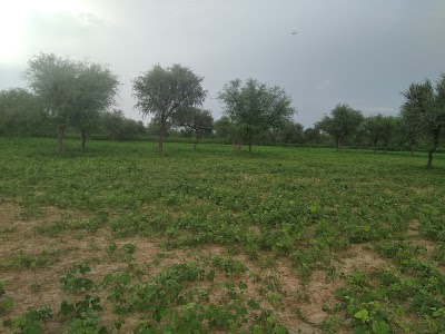 Rahul Saini, Panchwa ki Dhani ,shyamgarh