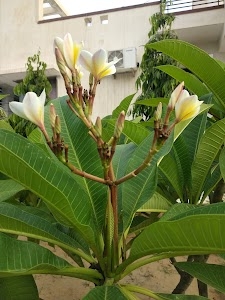 Maha Bajrang Nursery