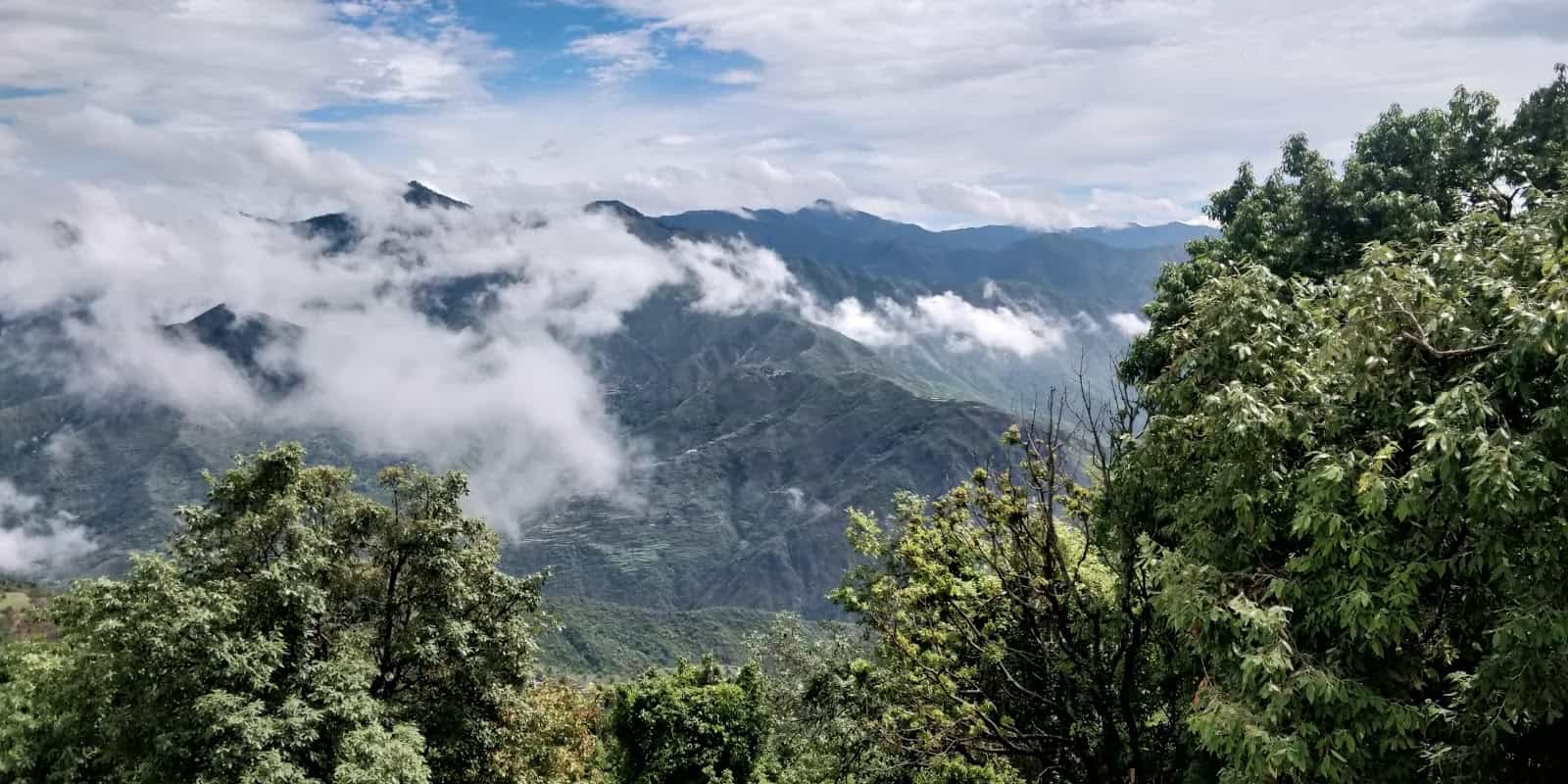 Wild Flower Mussoorie