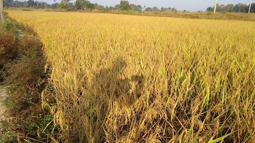 Pitamal