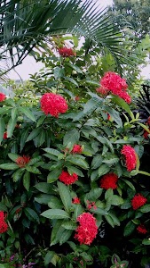 Hindustan Nursery Narpatganj
