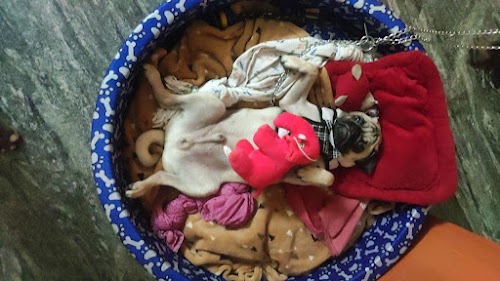 MAX PET CARE- Dog hostel in madurai