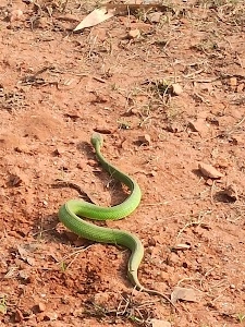 Paikhola