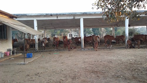 (Gir) Cow Research and Protection Center