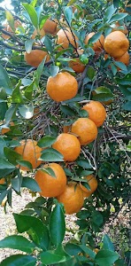 KGN Fruit Company Orange