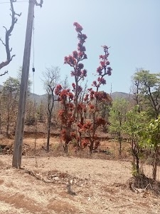 Dungari