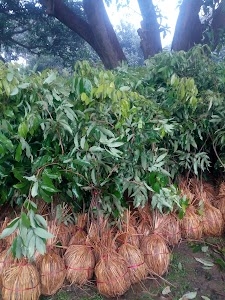 Nafees Nursery
