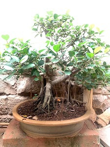 Preyas, Wonderworld Of Bonsai