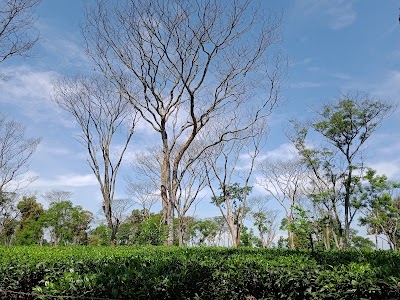 Numaligarh Tiniali Garden