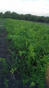 Kalbhut Nursery