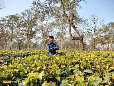 Gopal Krishna Tea Estate