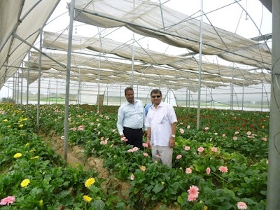 Flowers farm MOINUDDIN