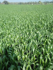 AJAY CHAUDHARY-FARM1