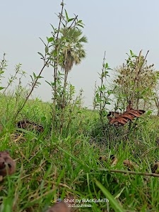Puliya