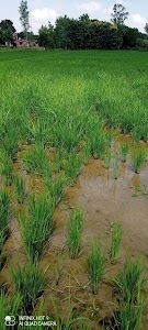 Kusuru Khurd