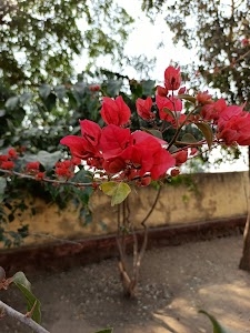 Lasur Gaon
