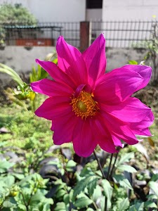 ମା ଭରସା