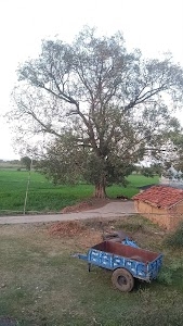 Shiv mandir