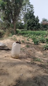 Kukurdi Kalan