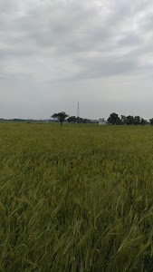 Richhari