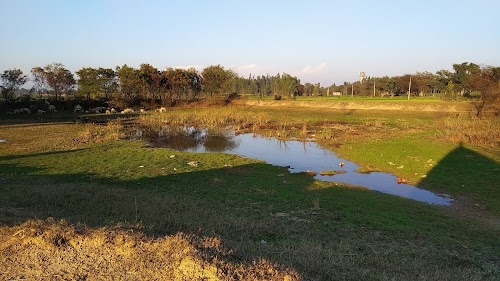 Taprian desert pond