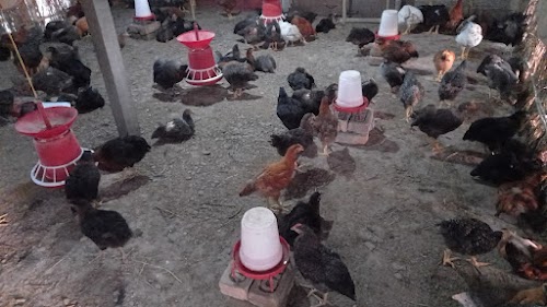 Kadak nath poultry farming