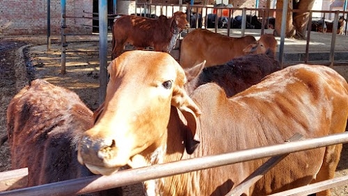 PACHOKHARA PASHU HAAT (पचोखरा पैठ/पचोखरा पशु हाट )