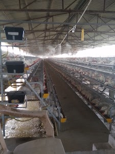 New Samrat Layer Farm