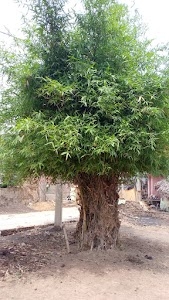 Amba