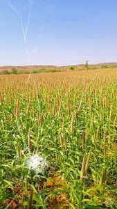Badarghadh