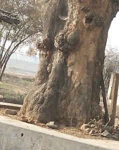Pasla