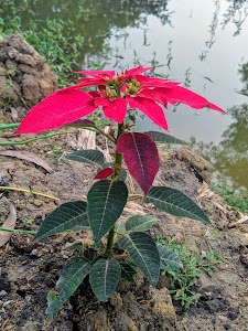 Dibakar Bati