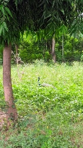 IIITM Campus
