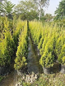 Bagia Nursery