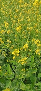 Phoolpur
