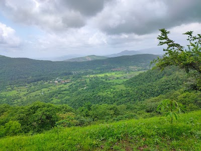 Dhibra