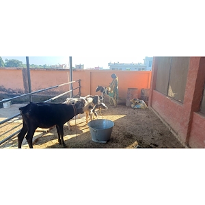 Leelawati Dairy Farm