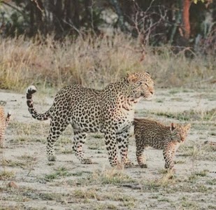 Jawai Safari Life.