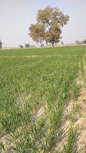 Sokhal krishi farm