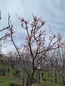 Sopat Tengpora