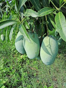 Jawahar Park