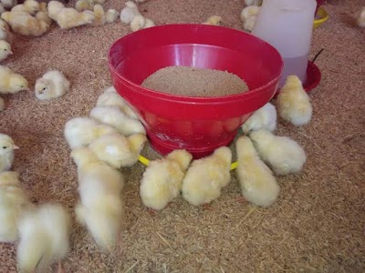 Nithýa Sree Chicken Centre