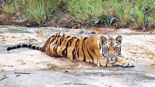 Mukundra Tiger Reserve