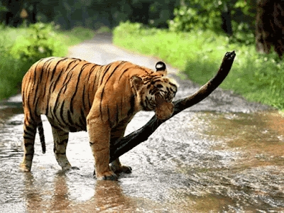 Dudhwa